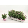 Dianthus Pink Kisses