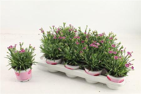 Dianthus Pink Kisses