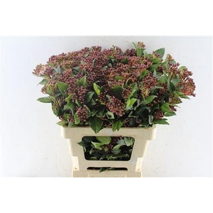 VIBUR T RED SPIRIT 6 BL