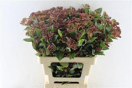 <h4>VIBUR T RED SPIRIT 6 BL</h4>