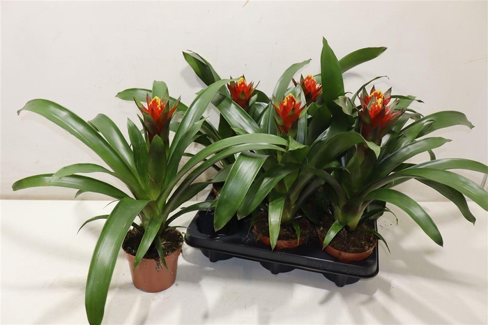 <h4>arr8 Guzm Punta</h4>