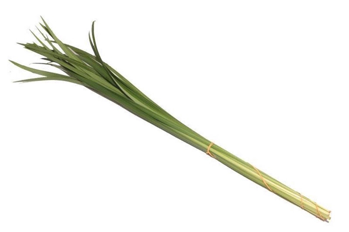 Lily Gras Vacuum X5