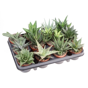 Aloe ...mix