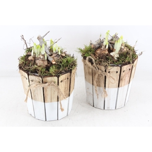 arr4 Narcis MB - Hout ton brown/white 338/6