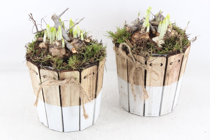 <h4>arr4 Narcis MB - Hout ton brown/white 338/6</h4>