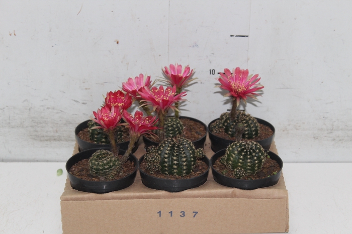 <h4>CACTUS LOBIVIA P09</h4>