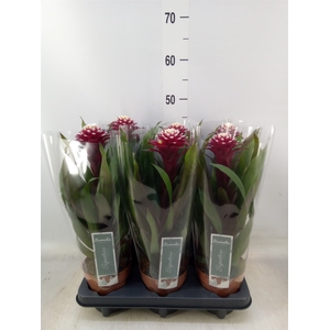 Guzmania  'Francesca'