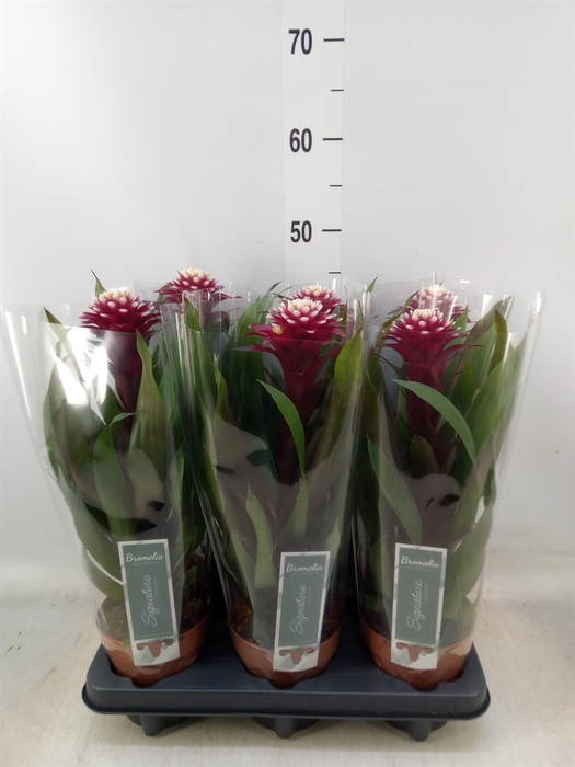 <h4>Guzmania  'Francesca'</h4>