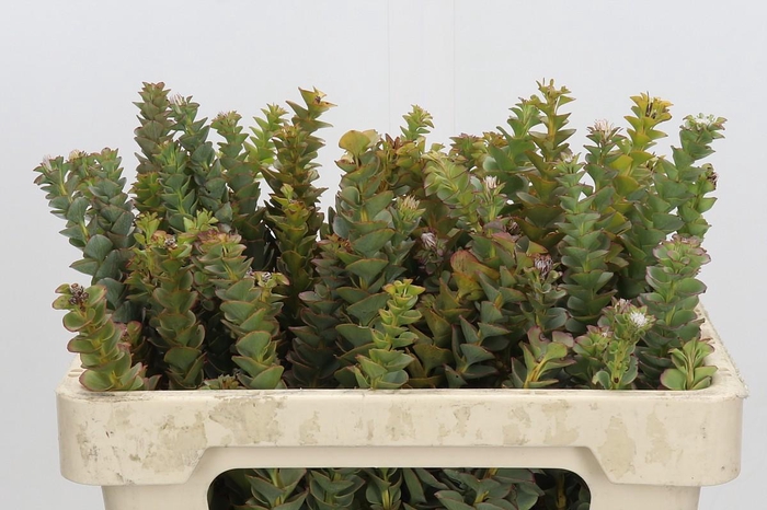 <h4>Cape Green Paranomus Reflexus</h4>