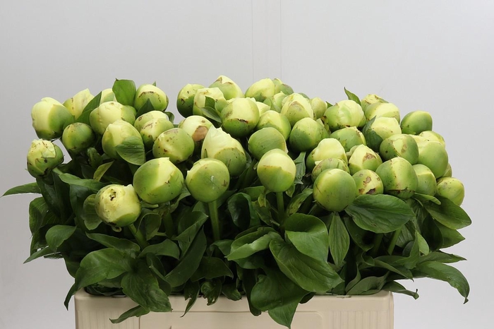 <h4>Paeonia Lemon Chiffon</h4>