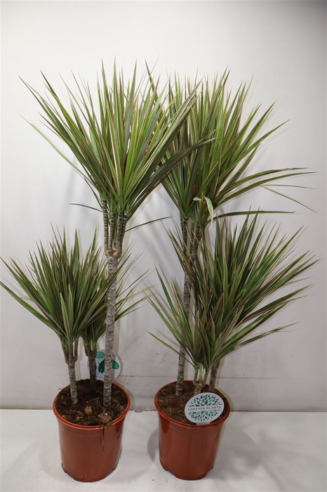<h4>Dra Marg Bicolor</h4>