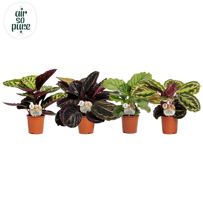 <h4>Calathea roseopicta   ...mix</h4>