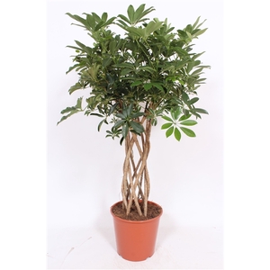 Schefflera arboricola ' Compacta'