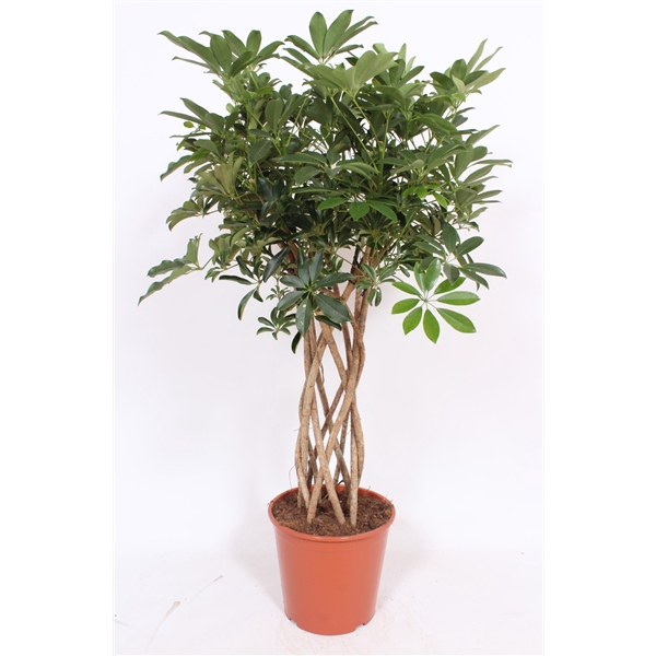 <h4>Schefflera arboricola ' Compacta'</h4>