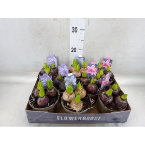 Hyacinthus orie.   ...mix