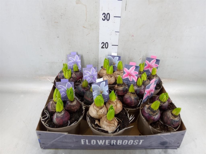 <h4>Hyacinthus orie. ...mix</h4>