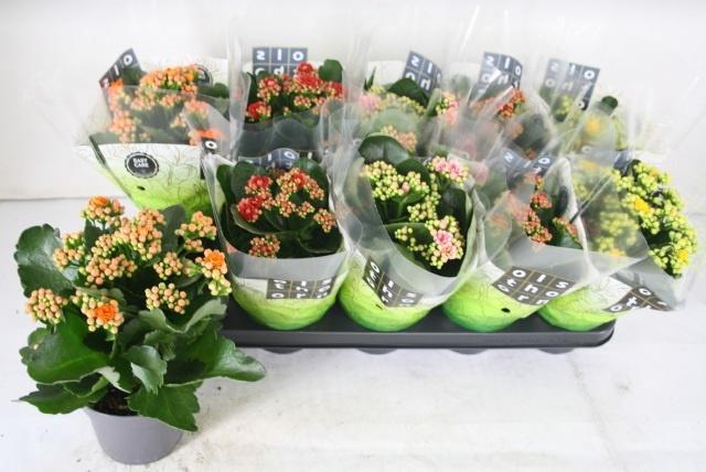 <h4>KAL GE GEM 4 KL</h4>