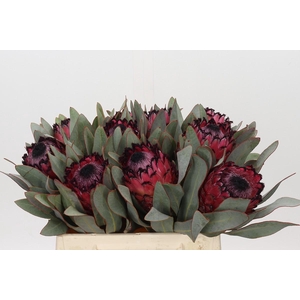 Protea Barbigera Ruby Princess Air