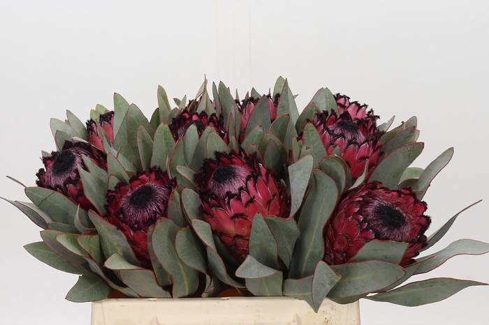 <h4>Protea Barbigera Ruby Princess Air</h4>