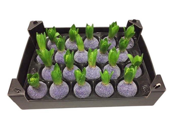 HYACINTH WAX GLIT-PURPLE