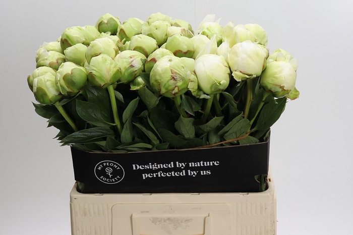 Paeonia Ivory Victory