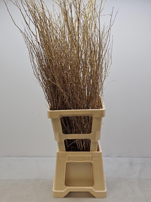 KERST BETULA PER TAK GOUD GLITTER