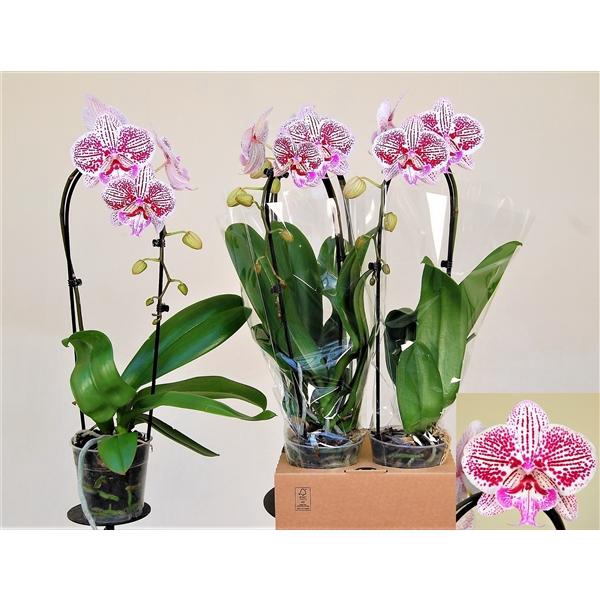 <h4>Big Lip Special "Big Expression" 1 Tak XXL Cascade</h4>