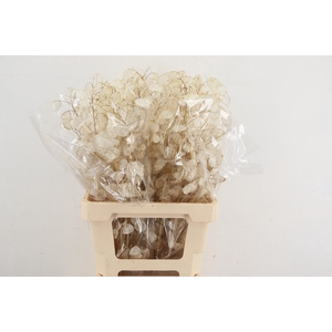 DF LUNARIA SILVERLEAF BS EXTRA 070CM