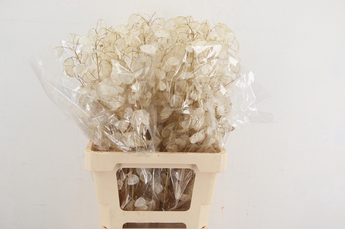 <h4>DF LUNARIA SILVERLEAF BS EXTRA 070CM</h4>