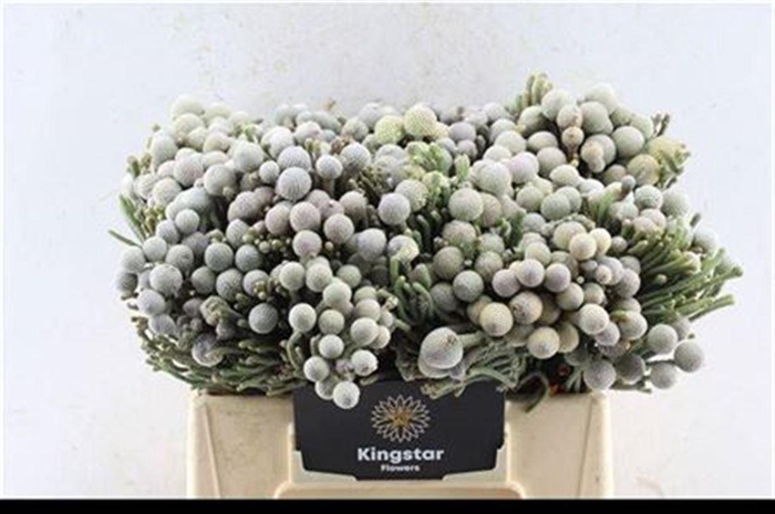 <h4>Kaaps Silver Brunia</h4>