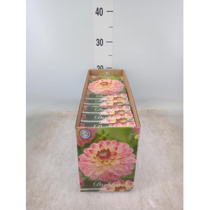 Dahlia   ...flowerbulbs