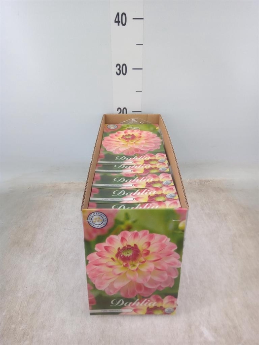 <h4>Dahlia   ...flowerbulbs</h4>