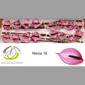 ANTH A NEXIA