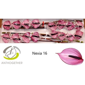 ANTH A NEXIA