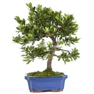BONSAI GEM