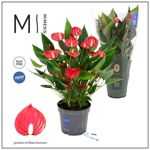 Mimesis Anthurium KARMA Million - 12cm