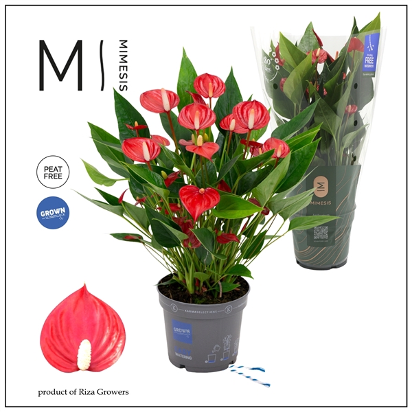 <h4>Mimesis Anthurium KARMA Million - 12cm</h4>