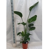 STRELITZIA NICOLAI