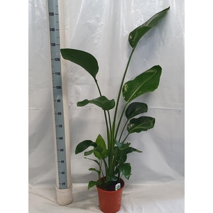 STRELITZIA NICOLAI