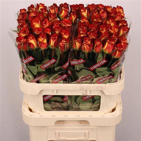 <h4>R Gr Firefox</h4>