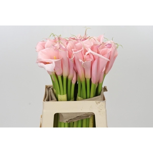 Zantedeschia Eydolls Pink