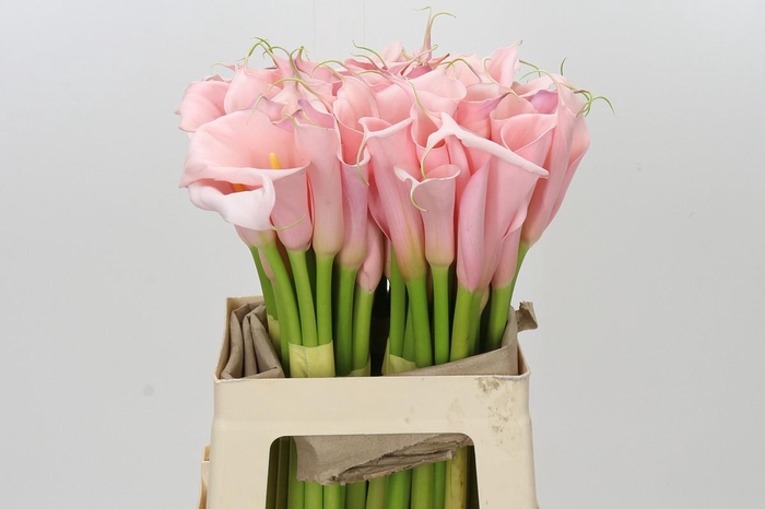 <h4>Zantedeschia Eydolls Pink</h4>