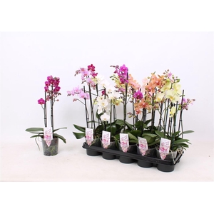 Phal Mf Gem 4 Kl