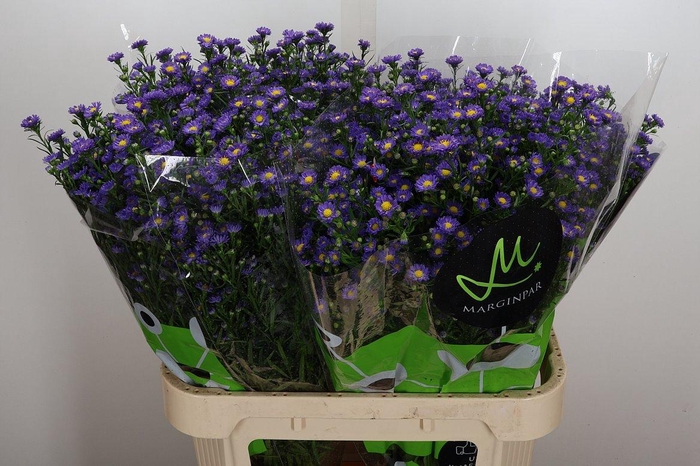 <h4>Ast Teeny Tiny Blue</h4>