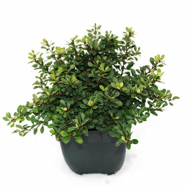 <h4>Berberis</h4>