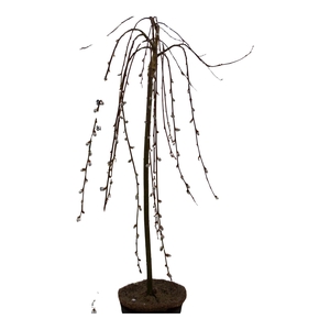 Salix caprea 'Kilmarnock' 80ST C5