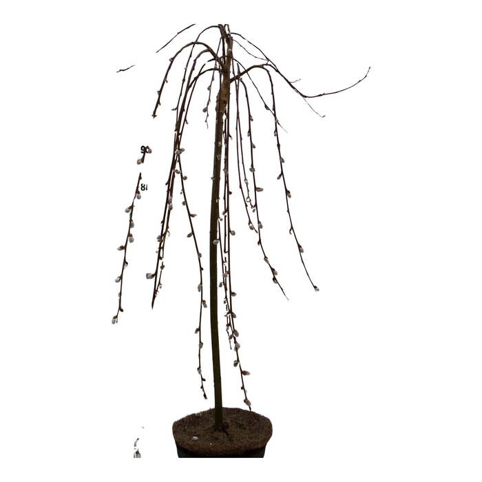 <h4>Salix caprea 'Kilmarnock' 80ST C5</h4>