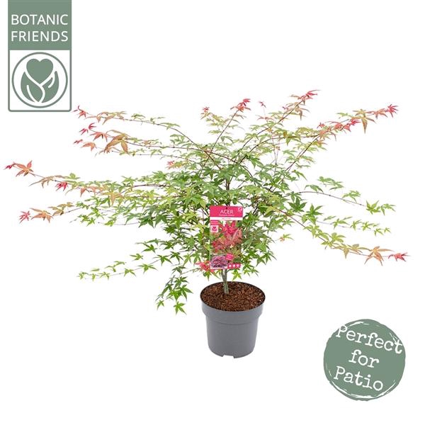 <h4>Acer palm. 'Beni-maiko'</h4>