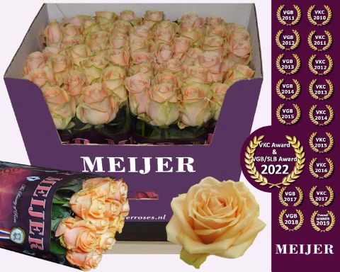 <h4>Rozen R GR PEARL AVALANCHE</h4>