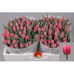 TU EN PRETTY PRINCES